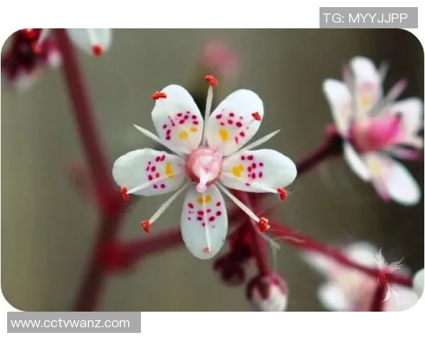 篮球解说艺术：赛事解构与语言美学的双重奏