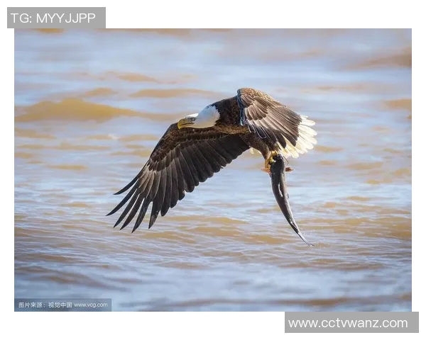 《展翅高飞的猎手：老鹰在自然界中的生存智慧与壮丽景观》